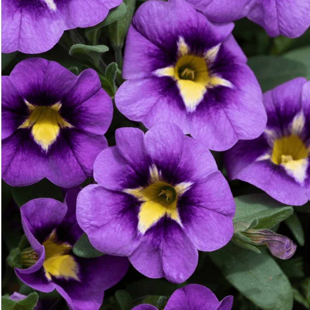 Set of 3 or 6 Large Plants - Calibrachoa Bumble Bee Blue, Outdoor Garden Ready - Frankton's