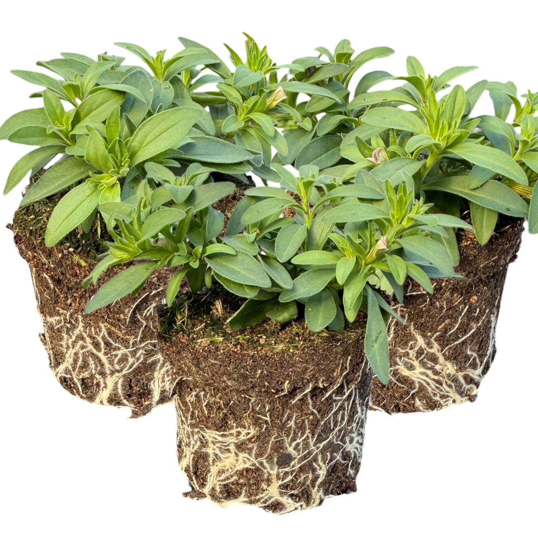 Set of 3 or 6 Large Plants - Calibrachoa Bumble Hot Pink, Outdoor Garden Ready - Frankton's