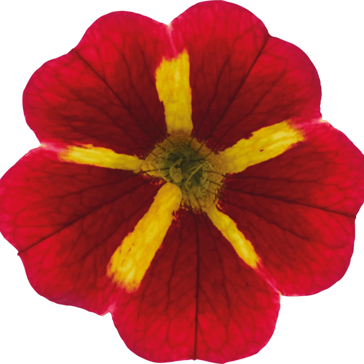 Set of 3 or 6 Large Plants - Calibrachoa Cabaret Red Kiss, Outdoor Garden Ready - Frankton's
