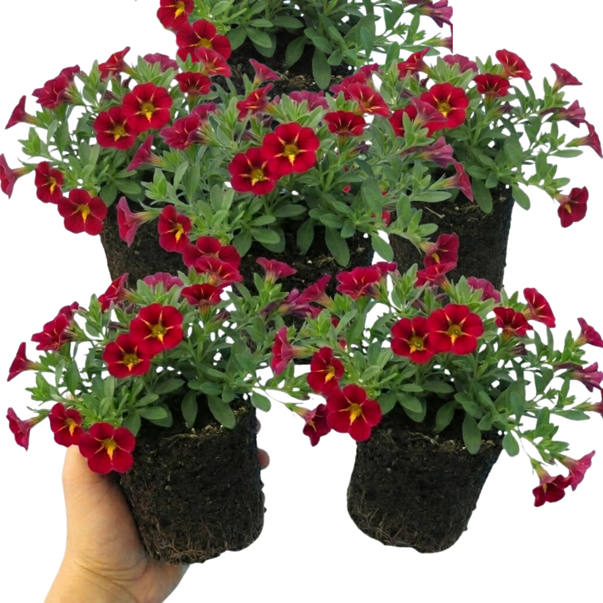 Set of 3 or 6 Large Plants - Calibrachoa Cabaret Red Kiss, Outdoor Garden Ready - Frankton's