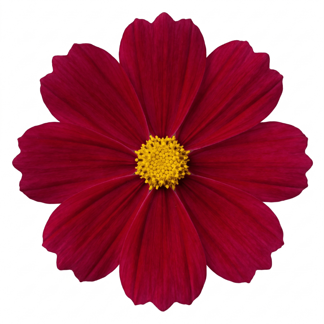 Set of 3 or 6 Large Plants - Cosmos Apollo Carmine, Ready to Plant in Your Garden, Peat-Free - Frankton's