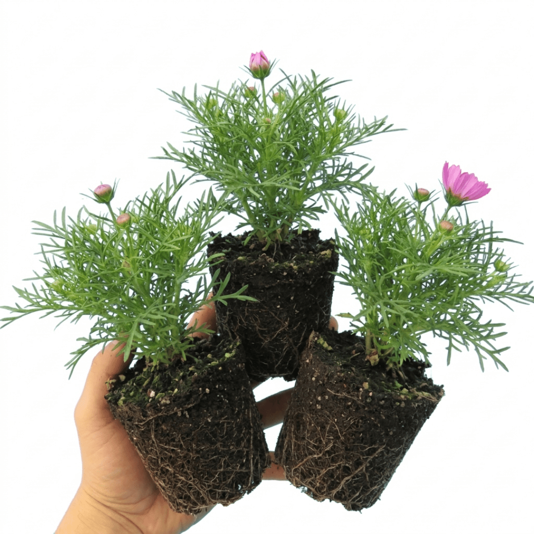 Set of 3 or 6 Large Plants - Cosmos Apollo Pink, Ready to Plant in Your Garden, Peat-Free - Frankton's