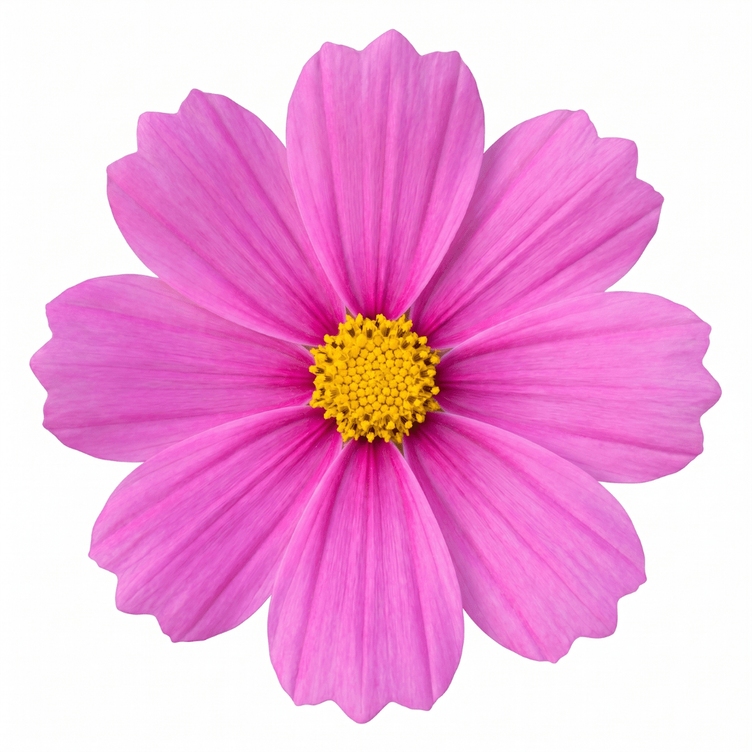 Set of 3 or 6 Large Plants - Cosmos Apollo Pink, Ready to Plant in Your Garden, Peat-Free - Frankton's
