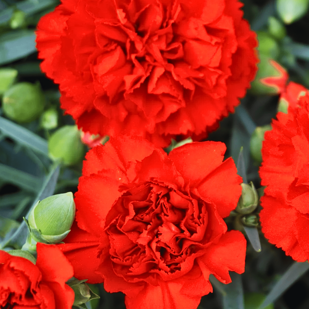 Set of 3 or 6 Large Plants - Dianthus Oscar Dark Red, Outdoor Garden Ready - Frankton's