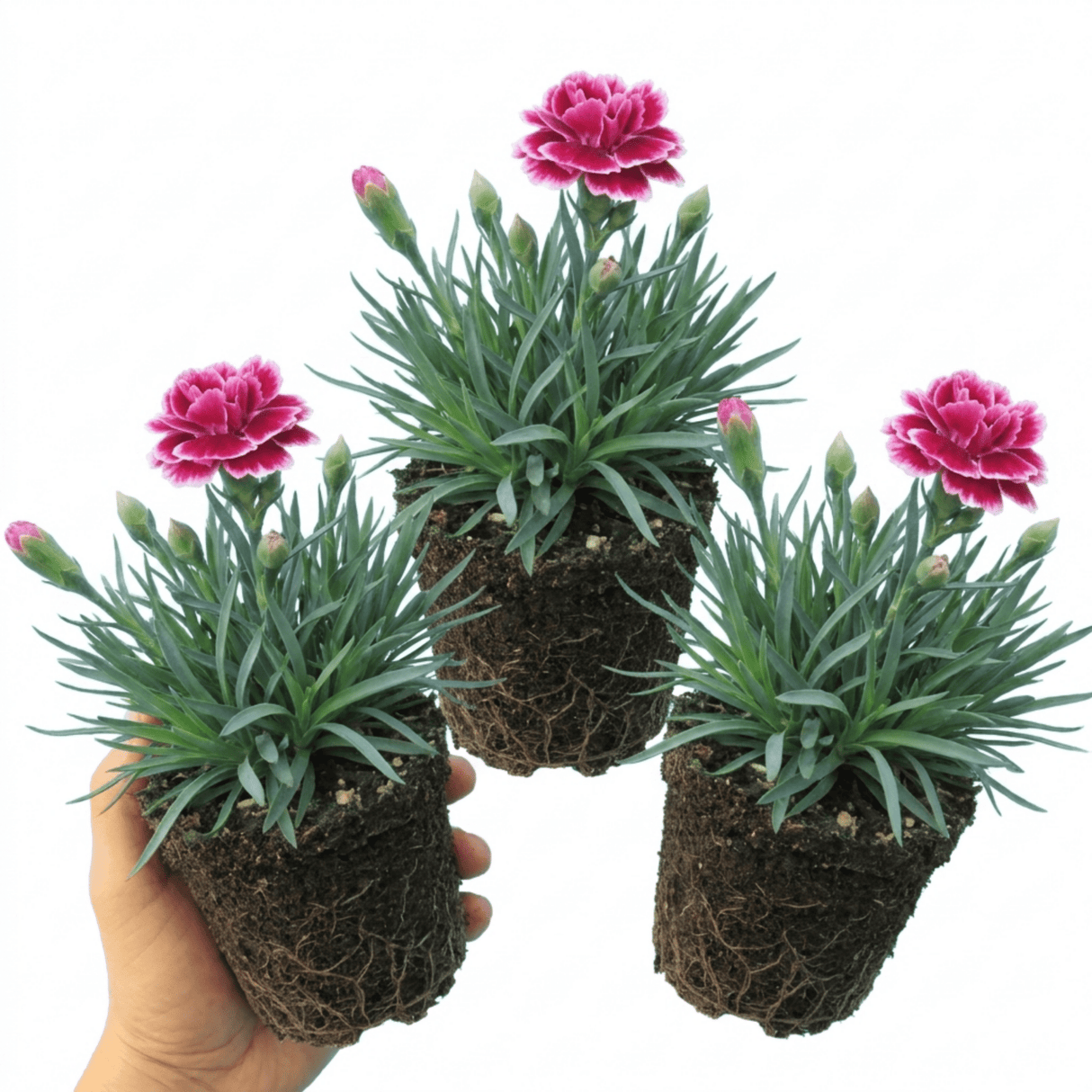 Set of 3 or 6 Large Plants - Dianthus Oscar, Outdoor Garden Ready - Frankton's