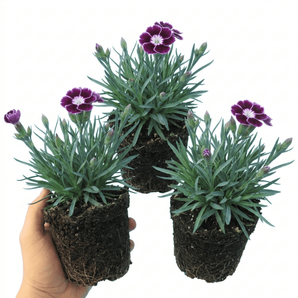 Set of 3 or 6 Large Plants - Dianthus Oscar Purple Star, Outdoor Garden Ready - Frankton's
