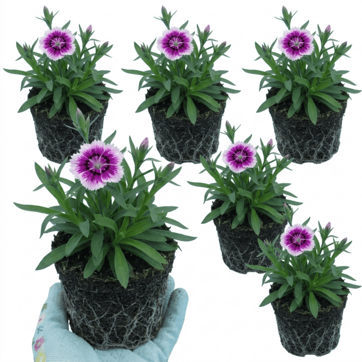 Set of 3 or 6 Large Plants - Dianthus Oscar Purple Star, Outdoor Garden Ready - Frankton's