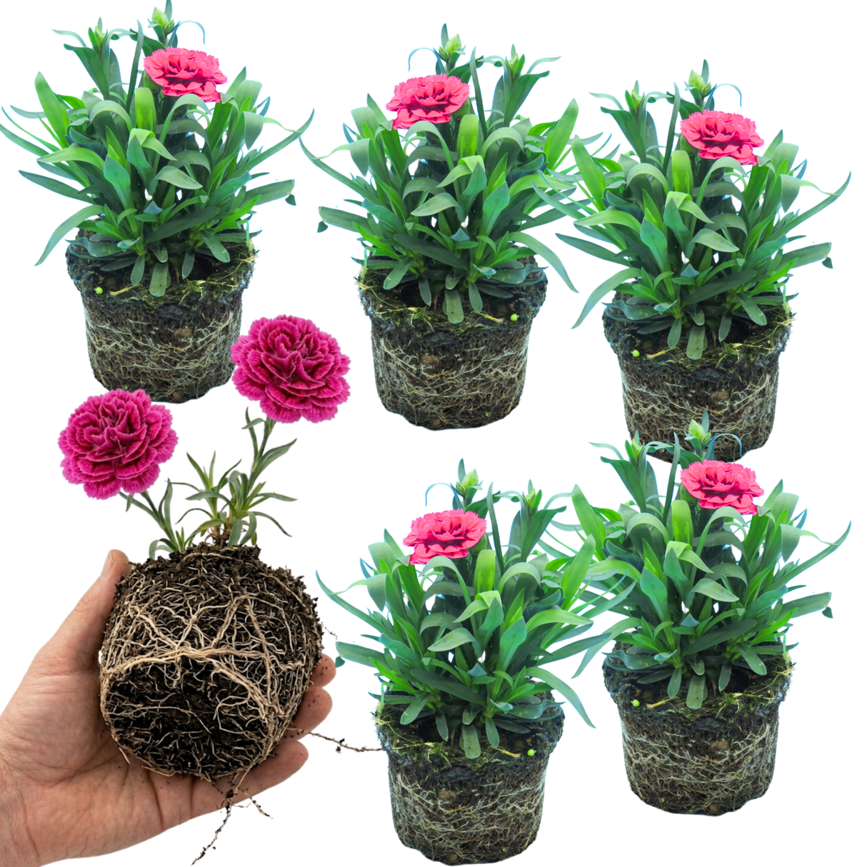 Set of 3 or 6 Large Plants - Dianthus Oscar Purple Wings, Outdoor Garden Ready - Frankton's