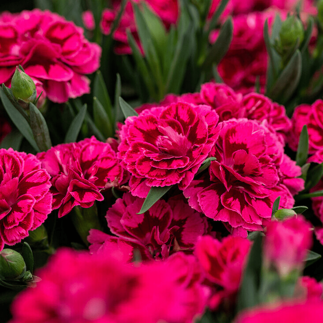 Set of 3 or 6 Large Plants - Dianthus Oscar Purple Wings, Outdoor Garden Ready - Frankton's