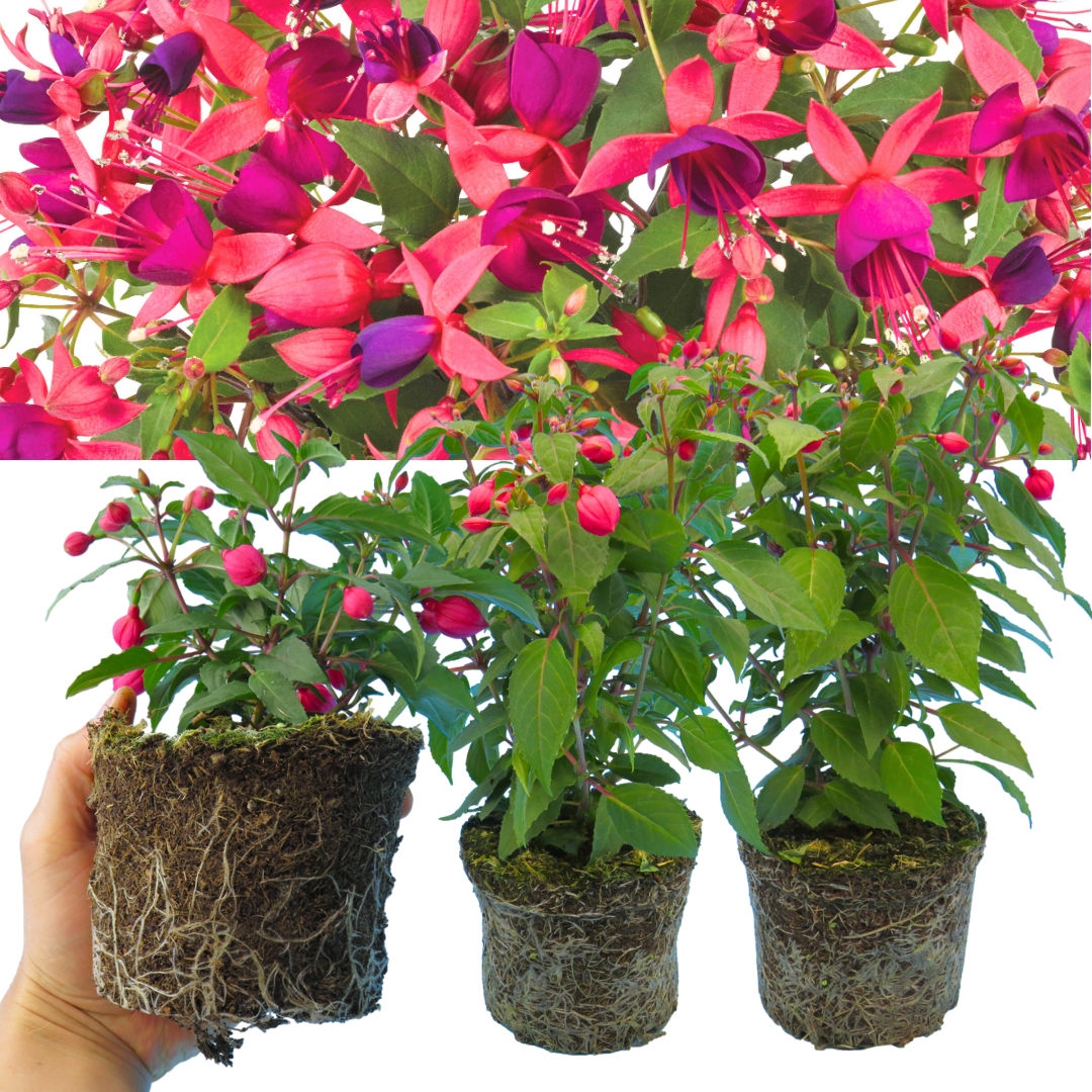 Set of 3 or 6 Large Plants - Fuchsia Diva Rose & Violet, Ready to Plant in Your Garden - Frankton's