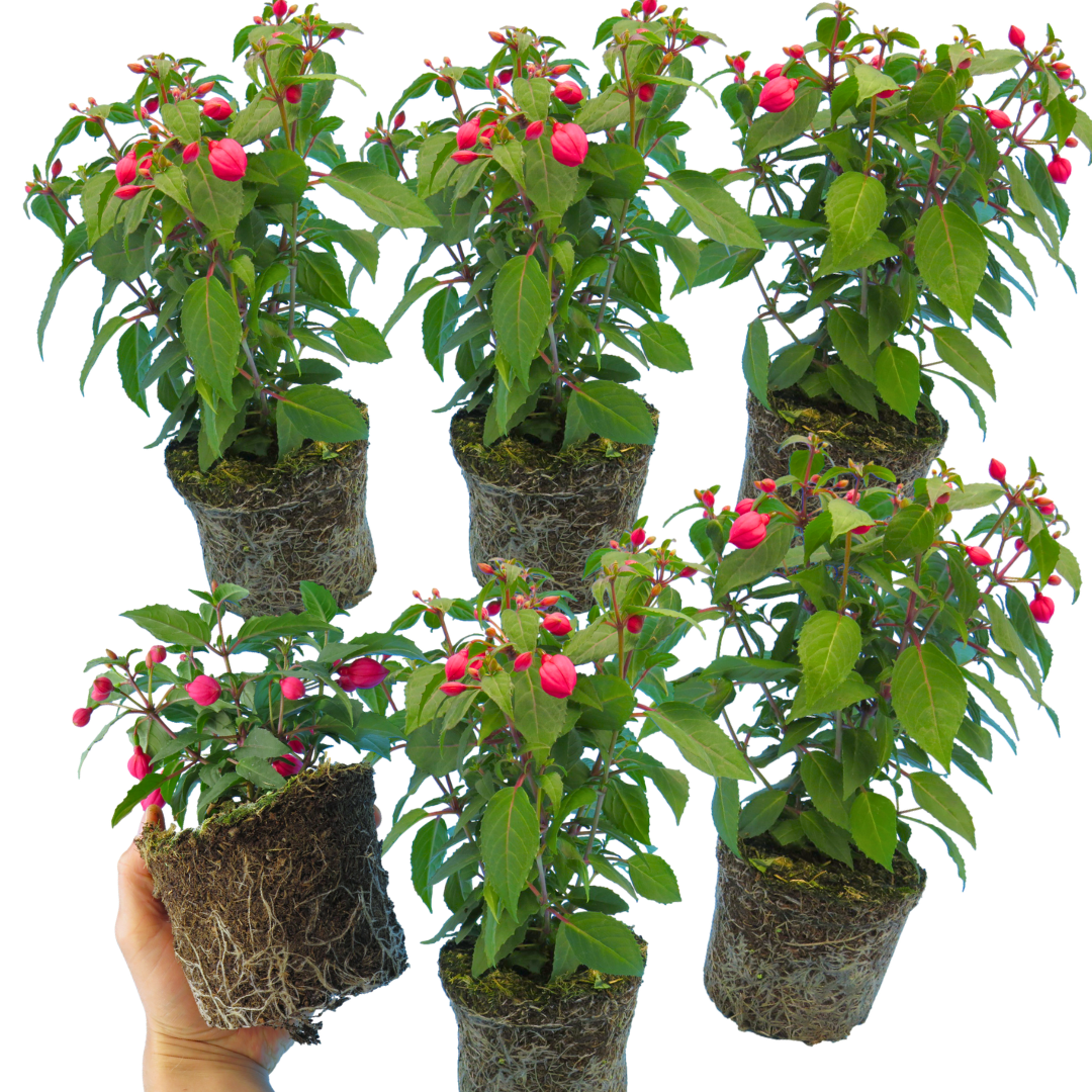 Set of 3 or 6 Large Plants - Fuchsia Diva Rose & Violet, Ready to Plant in Your Garden - Frankton's