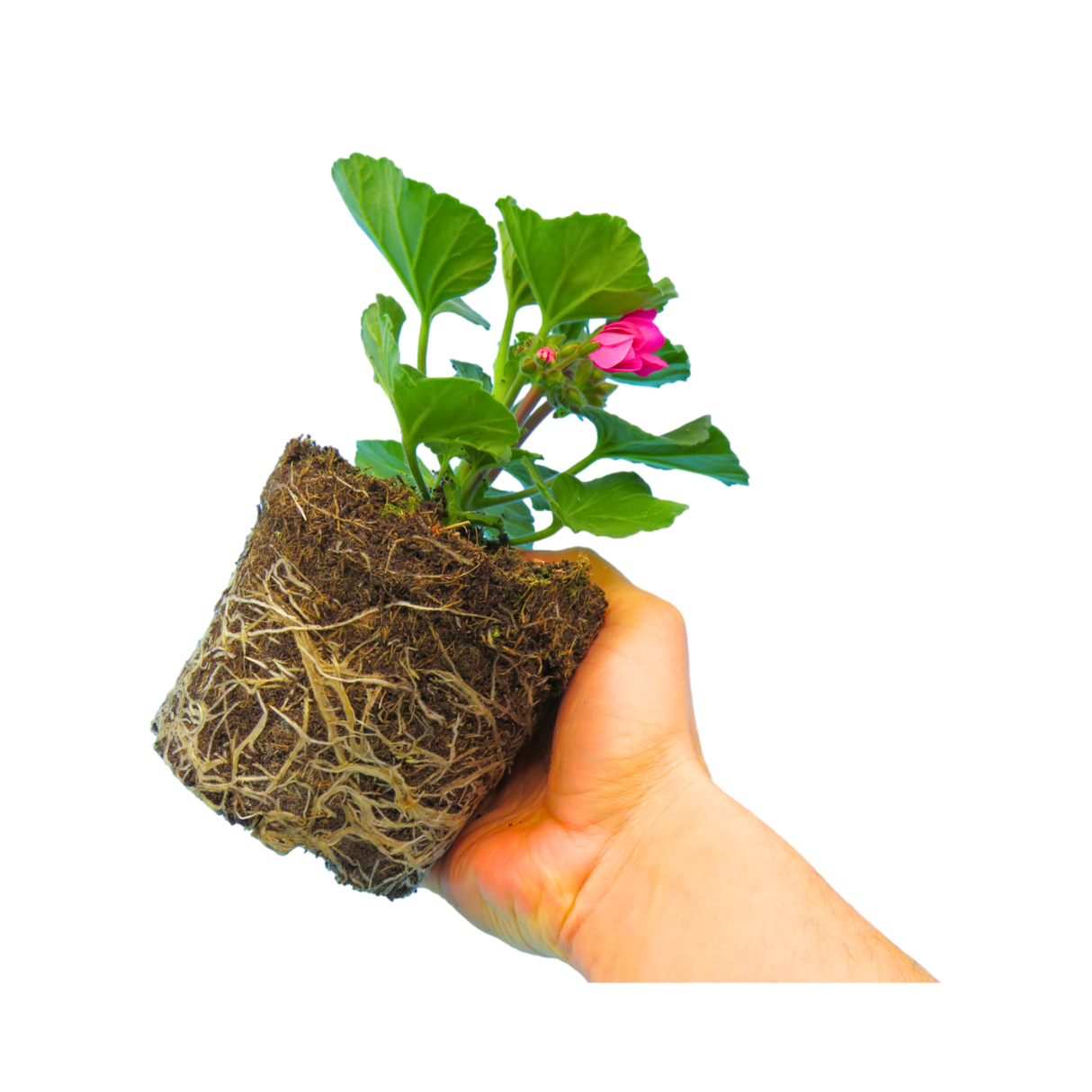 Set of 3 or 6 Large Plants - Garden Ready Pelargonium Toscana Dolce Vita Klass / Smart Laura - Frankton's