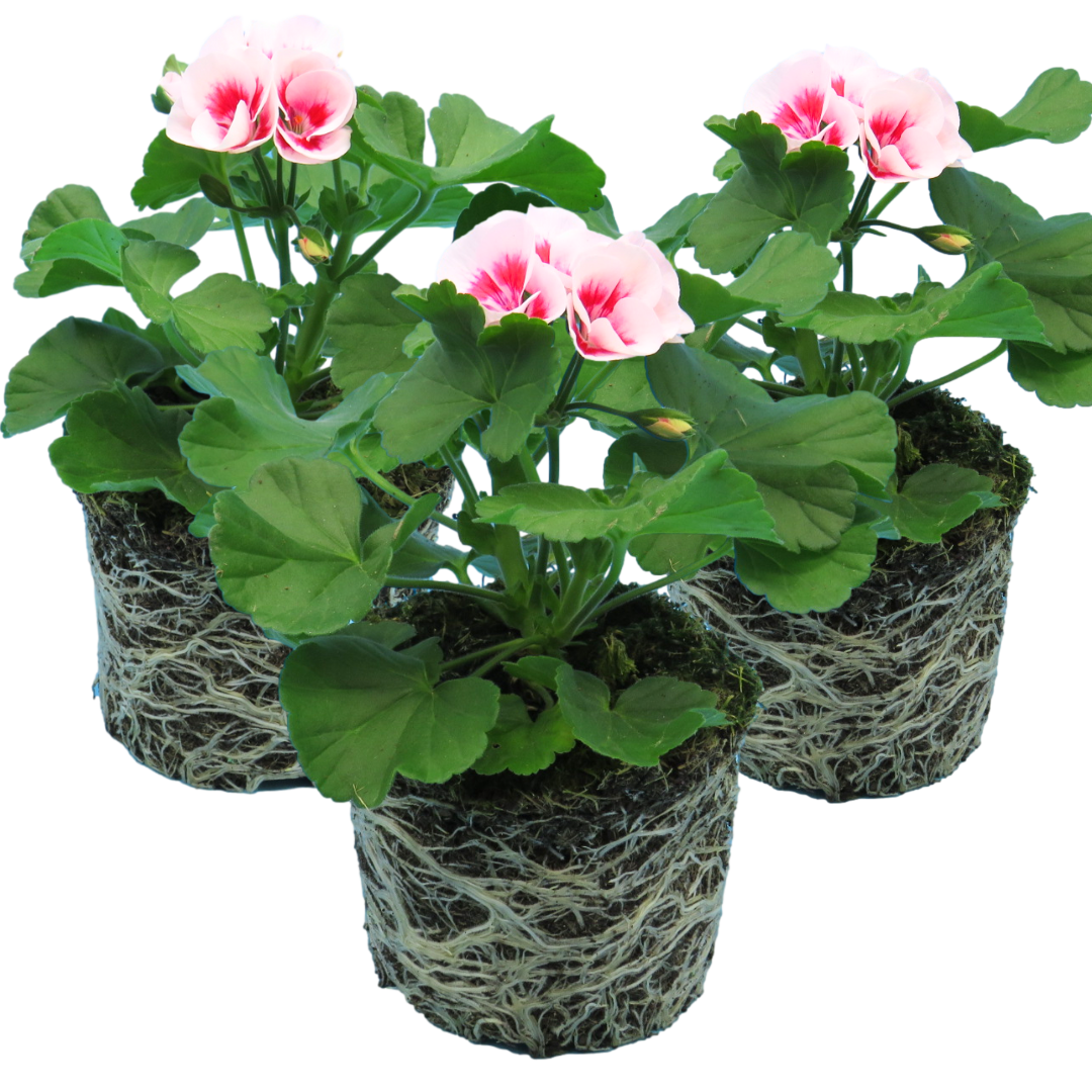 Set of 3 or 6 Large Plants - Garden Ready Pelargonium Toscana Dolce Vita Linus/Smart Splash - Frankton's