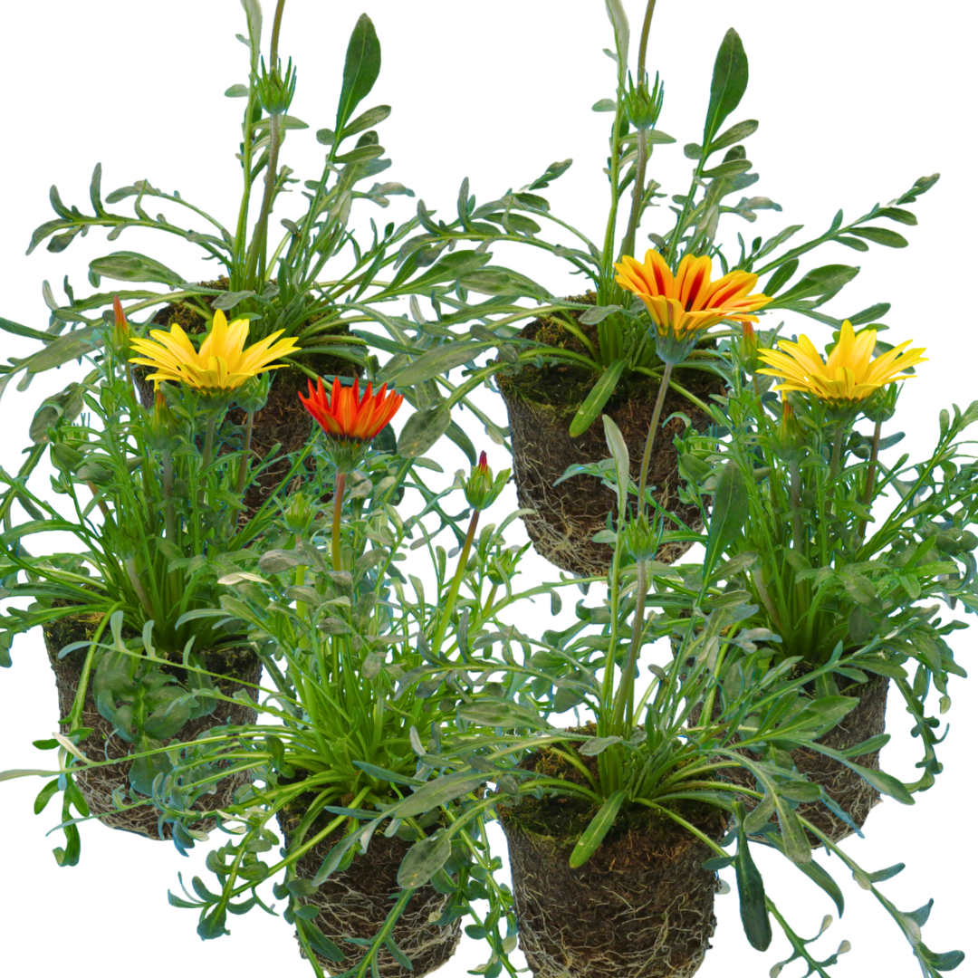 Set of 3 or 6 Large Plants - Gazania Kiss Any Colour Mix, Ready to Plant in Your Garden - Frankton's
