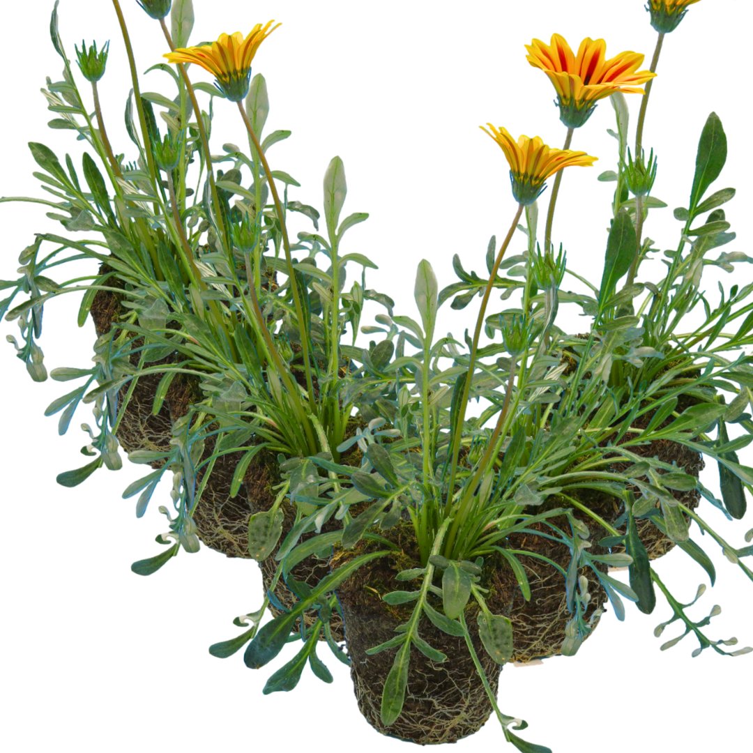 Set of 3 or 6 Large Plants - Gazania Kiss Orange Flame, Ready to Plant in Your Garden - Frankton's