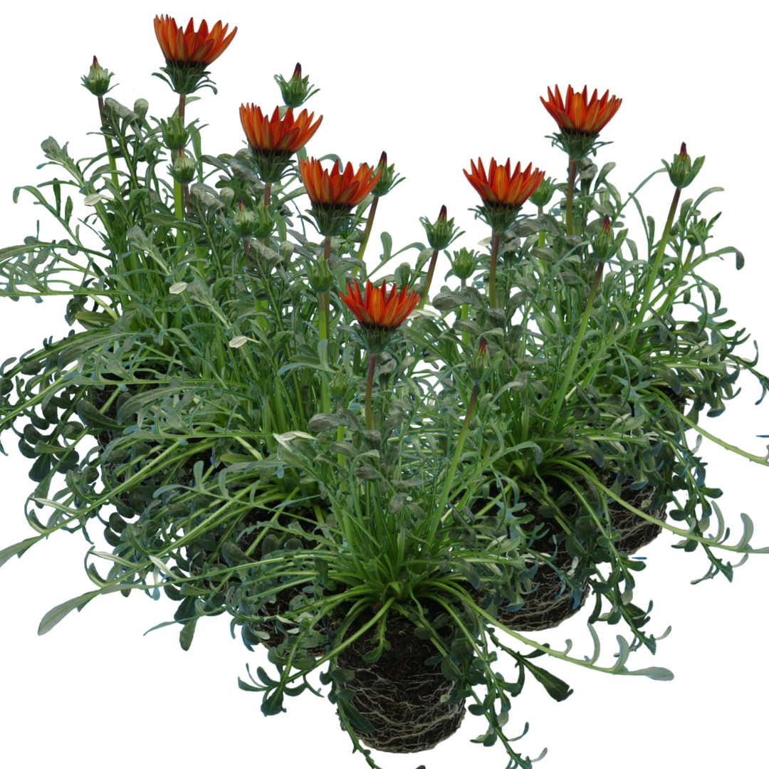 Set of 3 or 6 Large Plants - Gazania Kiss Red, Ready to Plant in Your Garden, Peat-Free - Frankton's