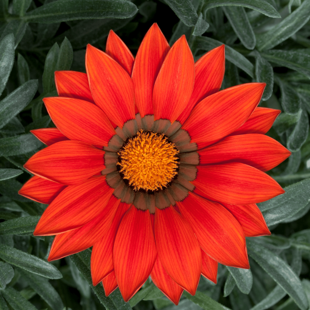 Set of 3 or 6 Large Plants - Gazania Kiss Red, Ready to Plant in Your Garden, Peat-Free - Frankton's