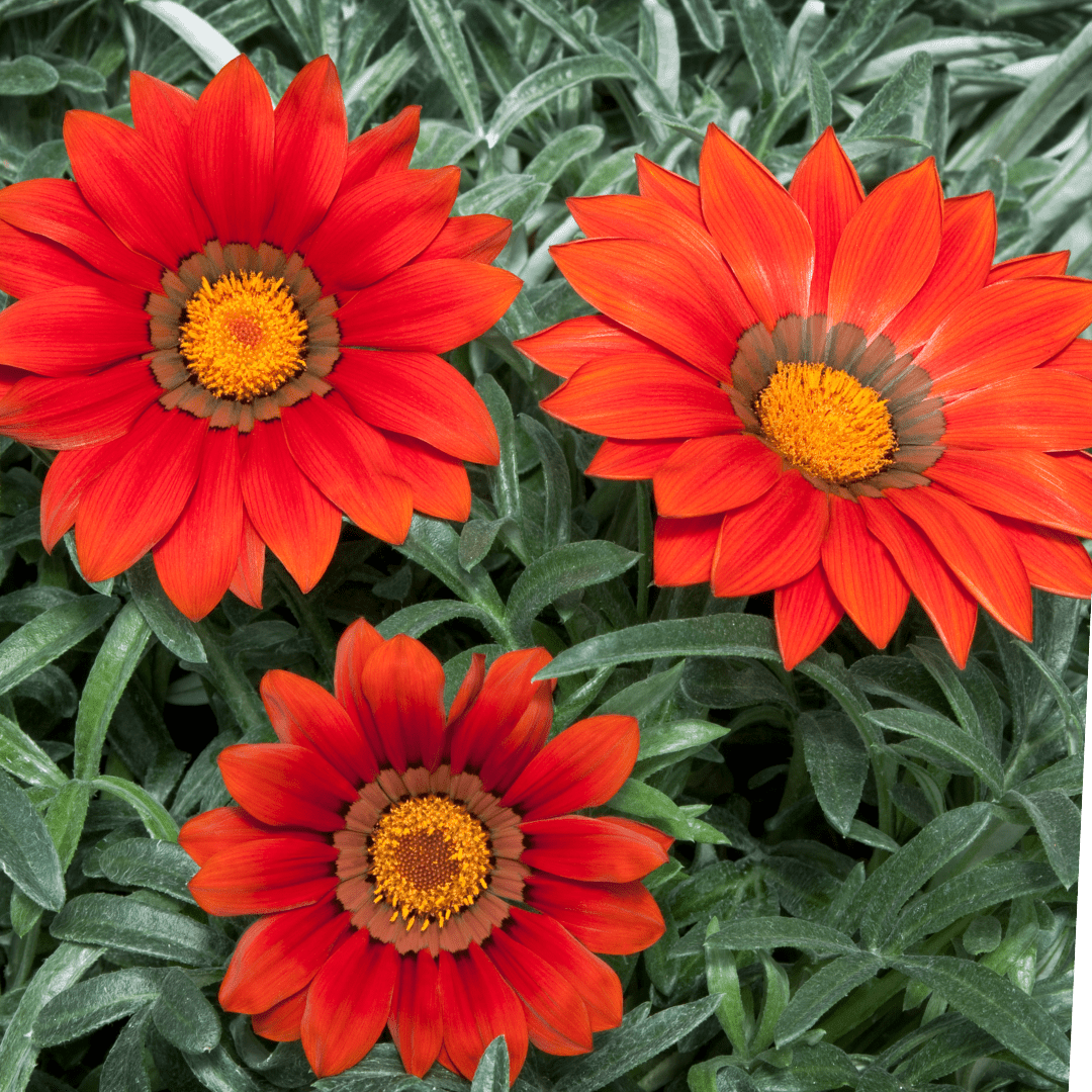 Set of 3 or 6 Large Plants - Gazania Kiss Red, Ready to Plant in Your Garden, Peat-Free - Frankton's