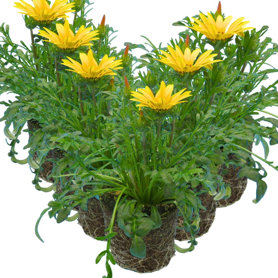 Set of 3 or 6 Large Plants - Gazania Kiss Yellow Improved, Ready to Plant in Your Garden - Frankton's