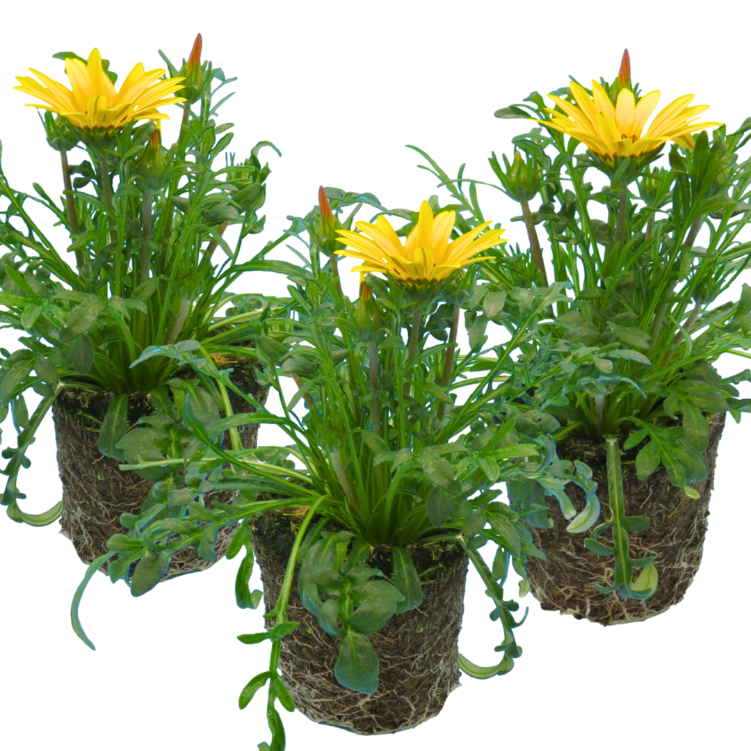 Set of 3 or 6 Large Plants - Gazania Kiss Yellow Improved, Ready to Plant in Your Garden - Frankton's