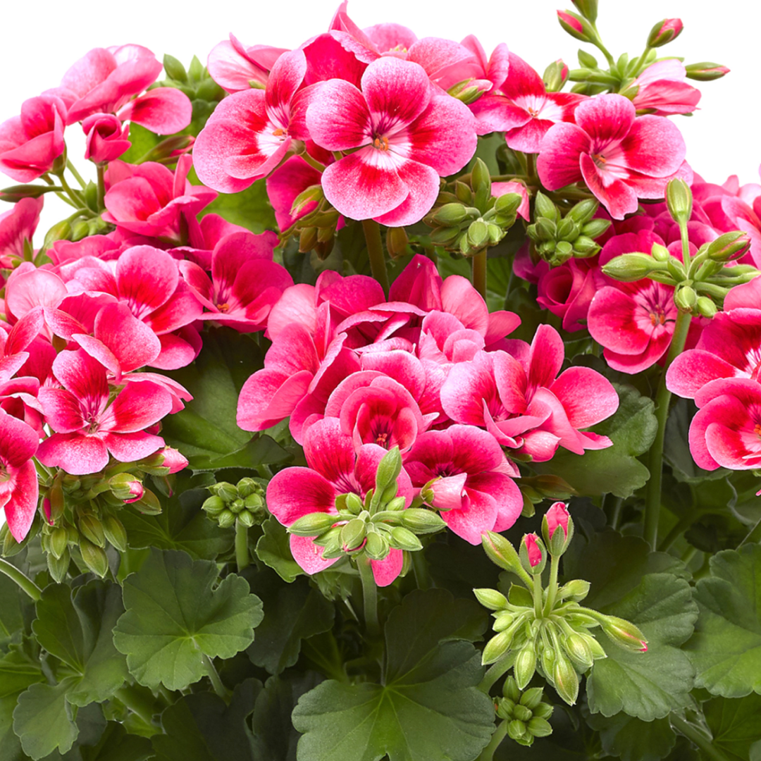 Set of 3 or 6 Large Plants - Geranium Calliope Pretty Little Pink Splash, Ready To Plant - Frankton's
