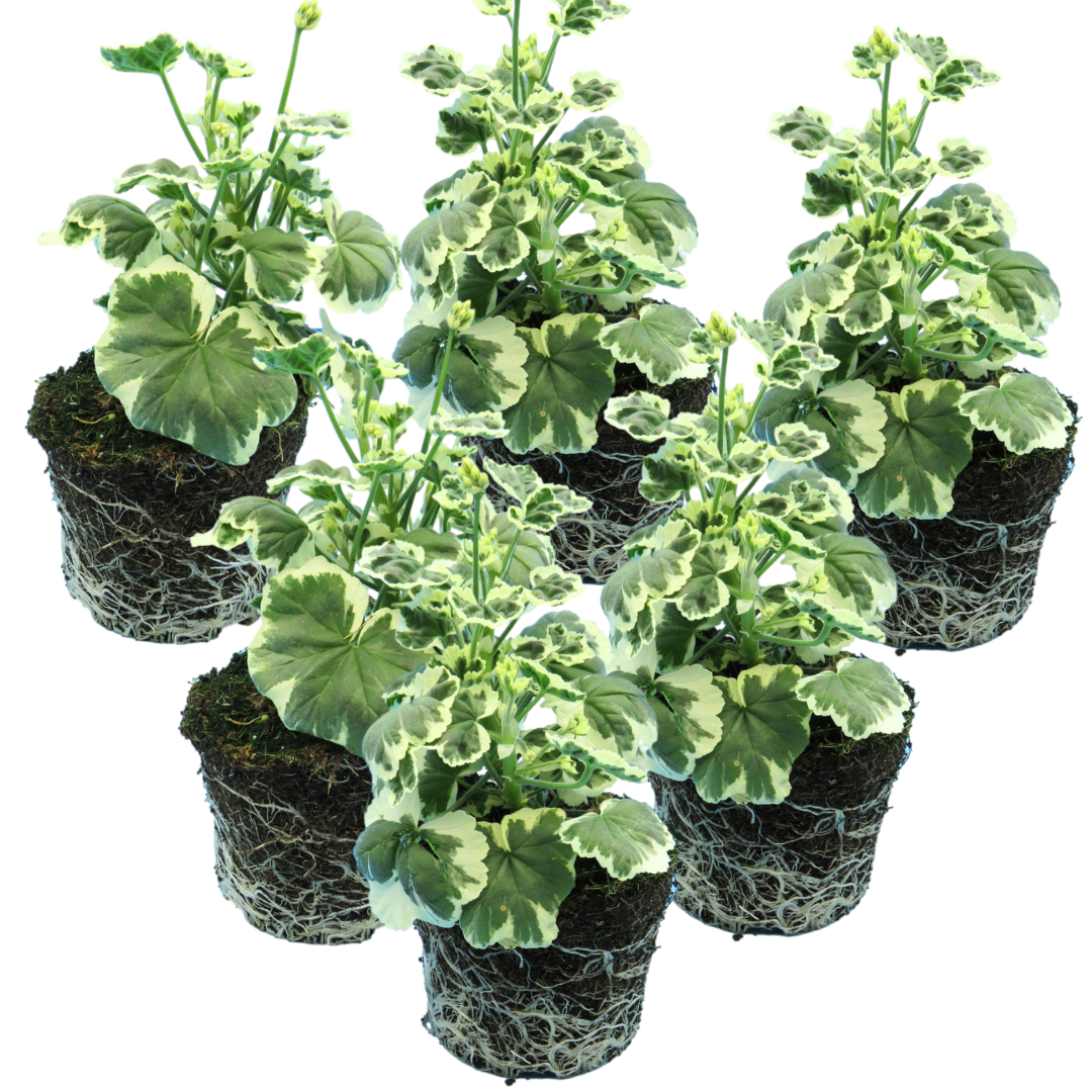 Set of 3 or 6 Large Plants - Geranium Pelgardini Frank Headly, Ready to Plant in Your Garden - Frankton's