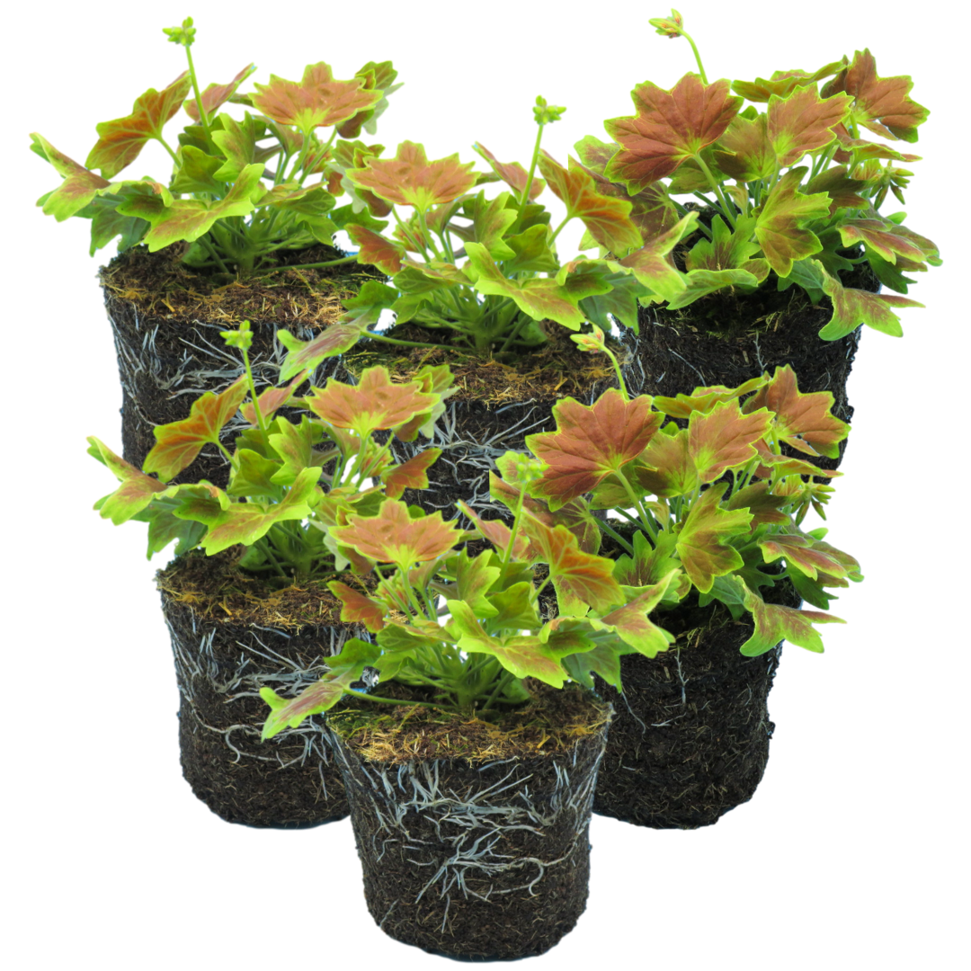 Set of 3 or 6 Large Plants - Geranium Pelgardini Lotusland, Ready to Plant in Your Garden - Frankton's