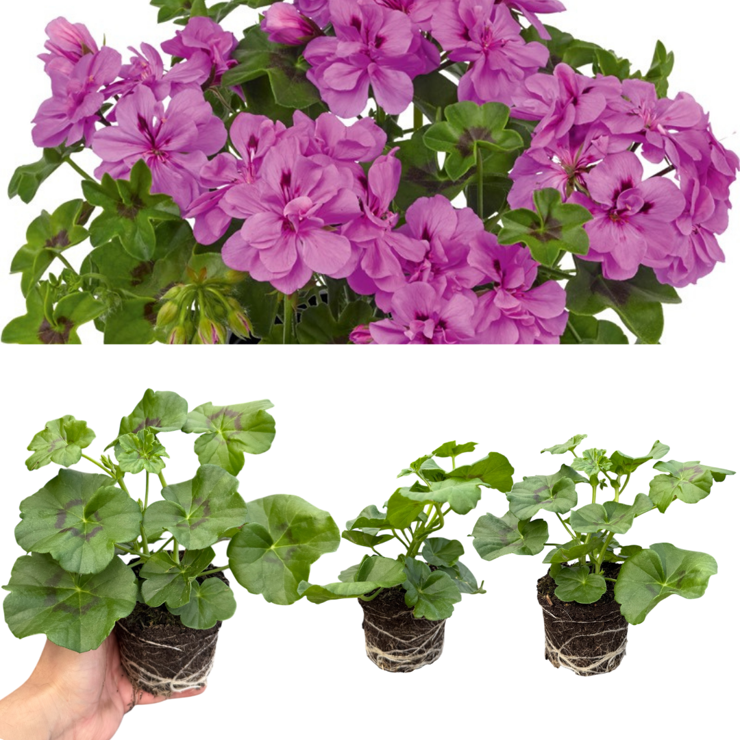 Set of 3 or 6 Large Plants - Geranium Sunflair Amethyst, Ready to Plant in Your Garden - Frankton's