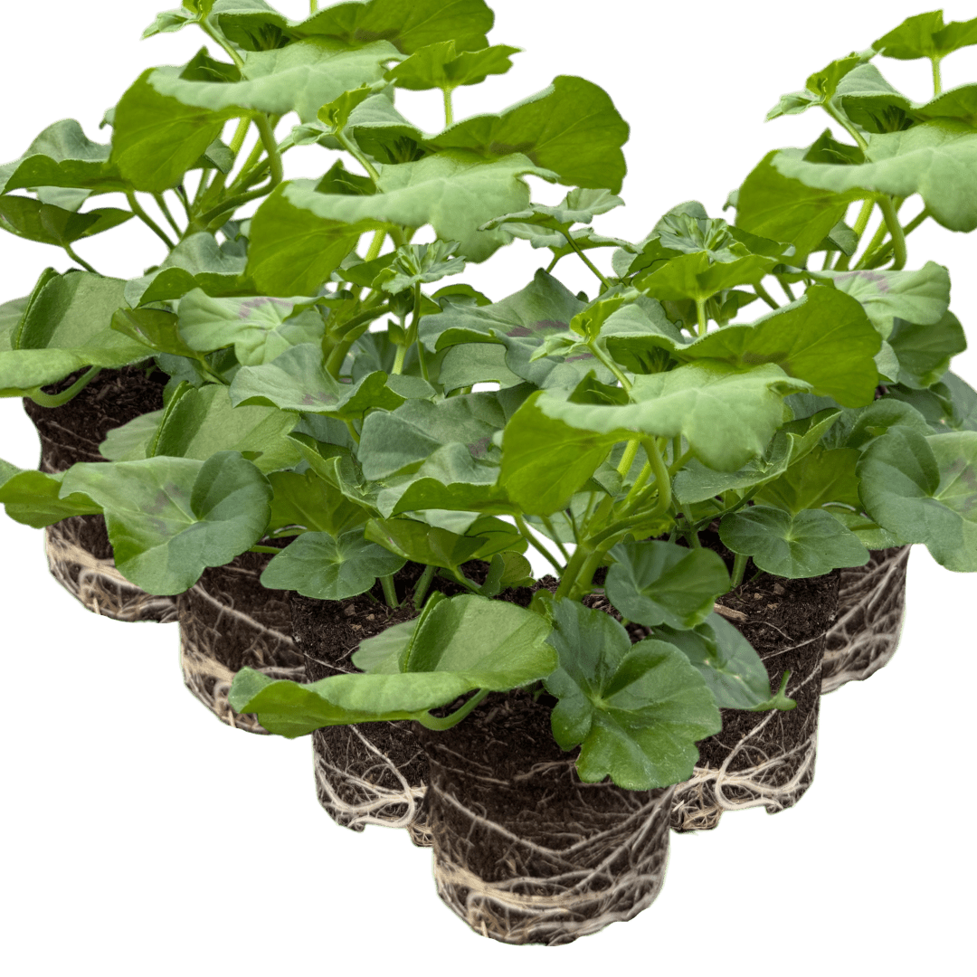 Set of 3 or 6 Large Plants - Geranium Sunflair Amethyst, Ready to Plant in Your Garden - Frankton's