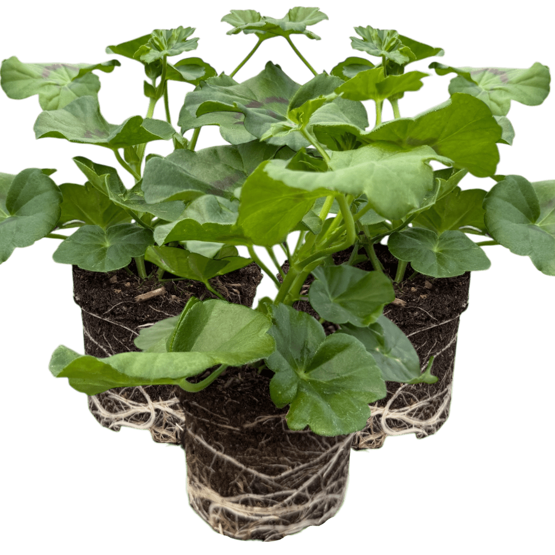 Set of 3 or 6 Large Plants - Geranium Sunflair Amethyst, Ready to Plant in Your Garden - Frankton's
