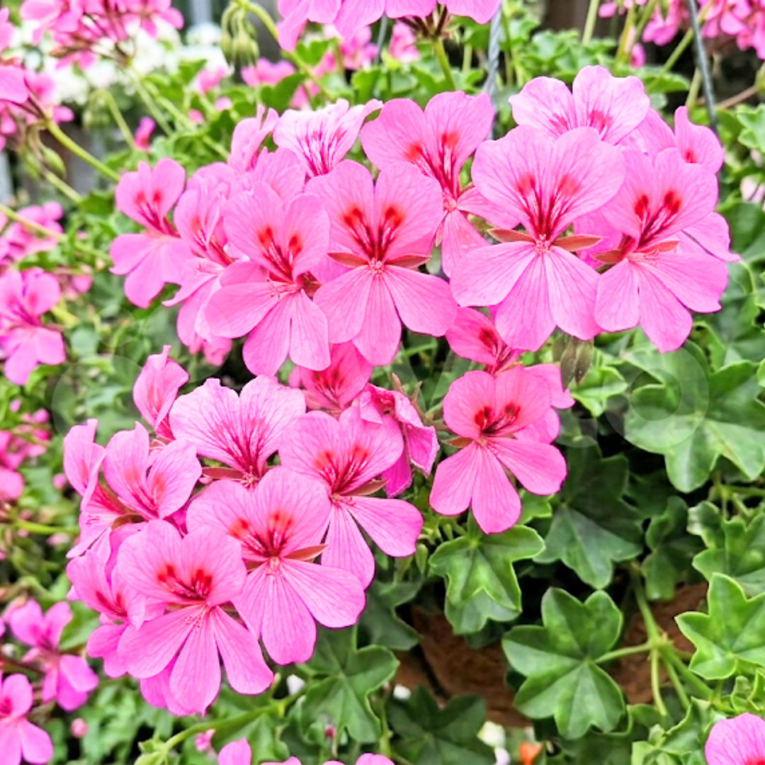 Set of 3 or 6 Large Plants - Geranium Tornado Pink, Ready to Plant in Your Garden - Frankton's