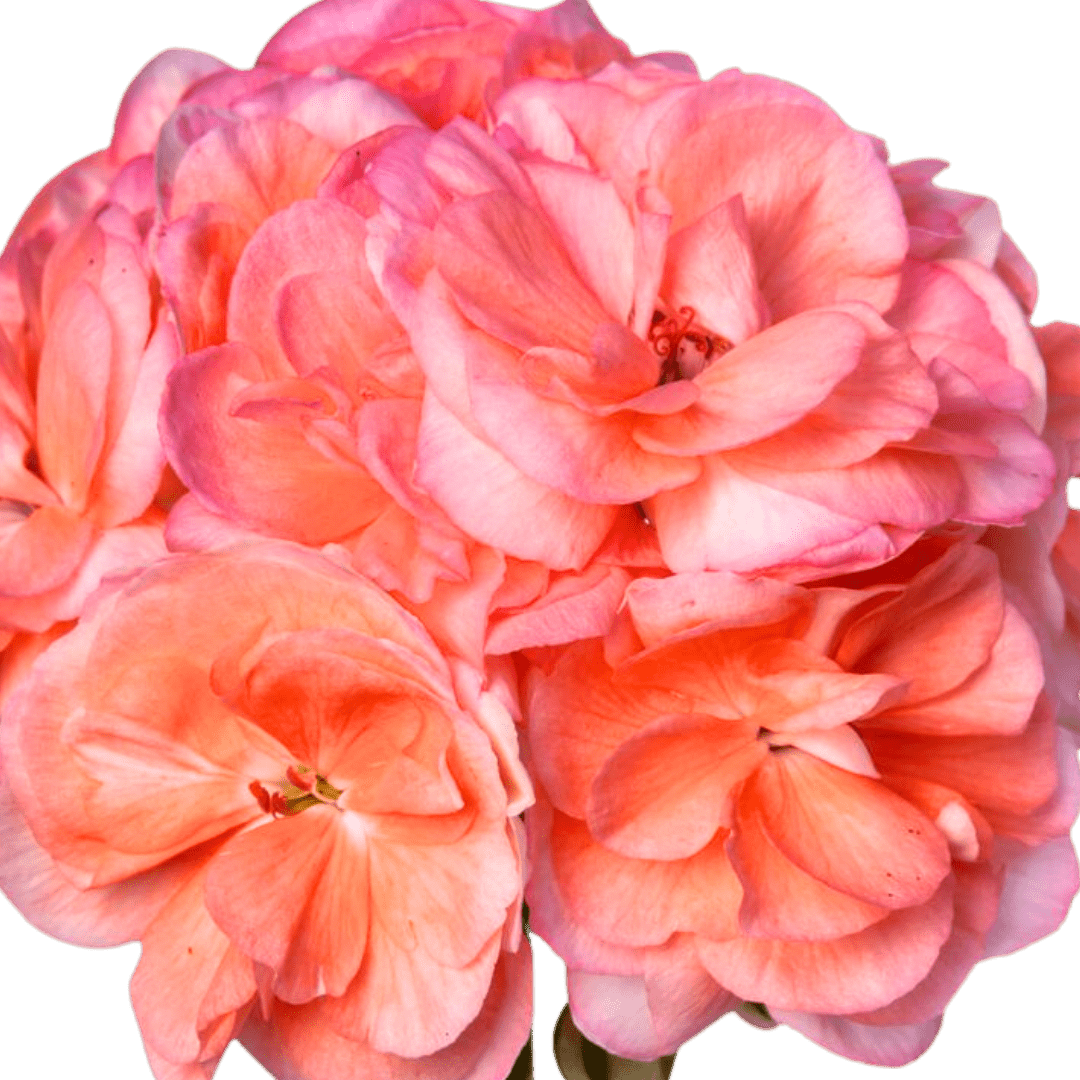 Set of 3 or 6 Large Plants - Geranium Zonale Rosebud Astrid, Ready to Plant in Your Garden - Frankton's