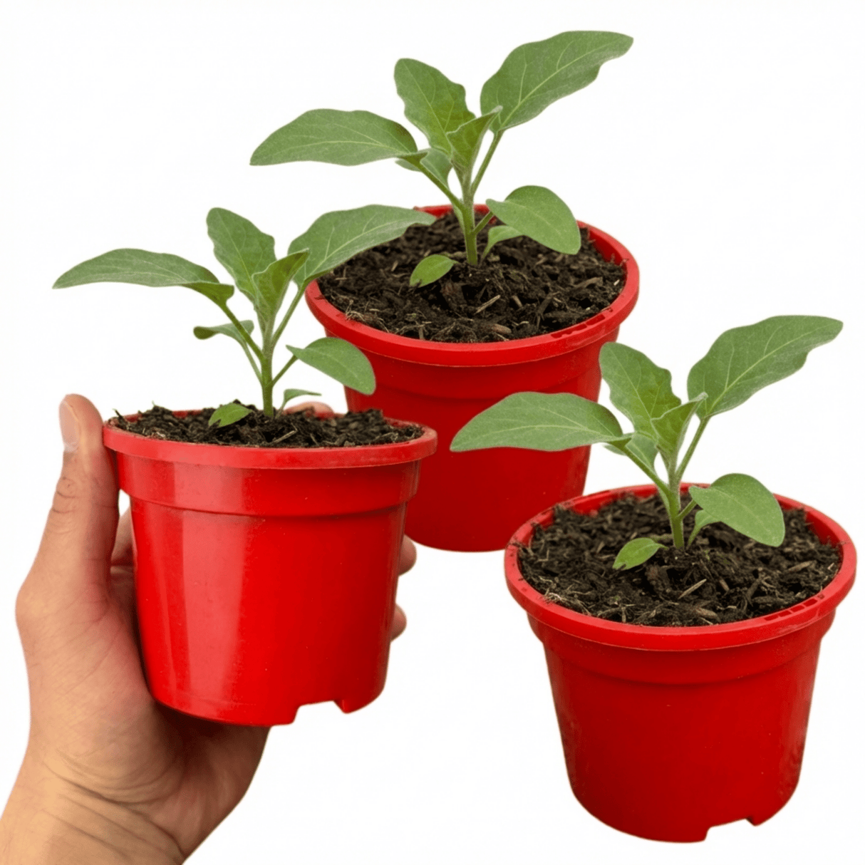 Set of 3 or 6 Large Plants - Grow Your Own Aubergine Galine, Outdoor Garden Ready - Frankton's