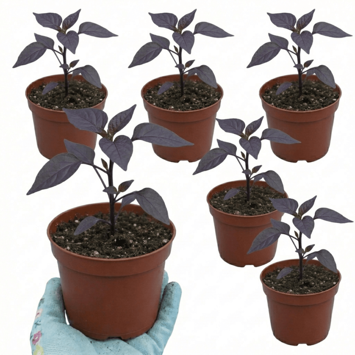 Set of 3 or 6 Large Plants - Grow Your Own Chilli Pepper Gusto Purple, Garden Ready - Frankton's