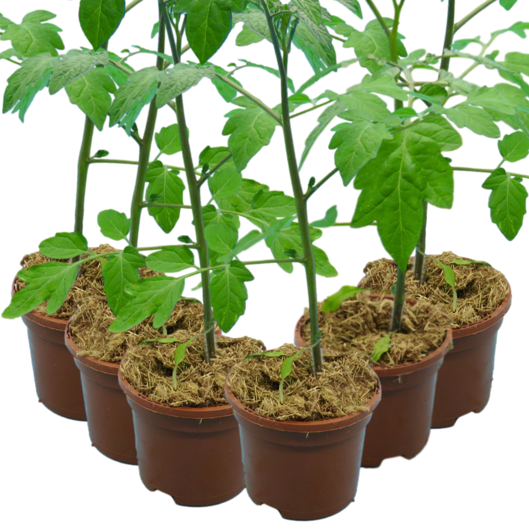 Set of 3 or 6 Large Plants - Grow Your Own Tomato Consuelo, Ready to Plant & Bear Fruits - Frankton's