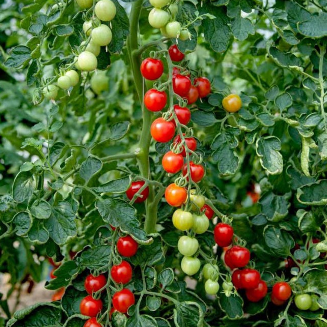 Set of 3 or 6 Large Plants - Grow Your Own Tomato Consuelo, Ready to Plant & Bear Fruits - Frankton's