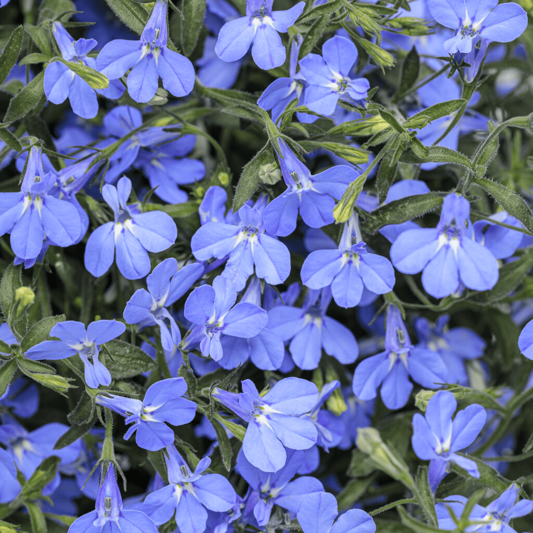 Set of 3 or 6 Large Plants - Lobelia Sweet Springs Blue, Ready to Plant in Your Garden - Frankton's