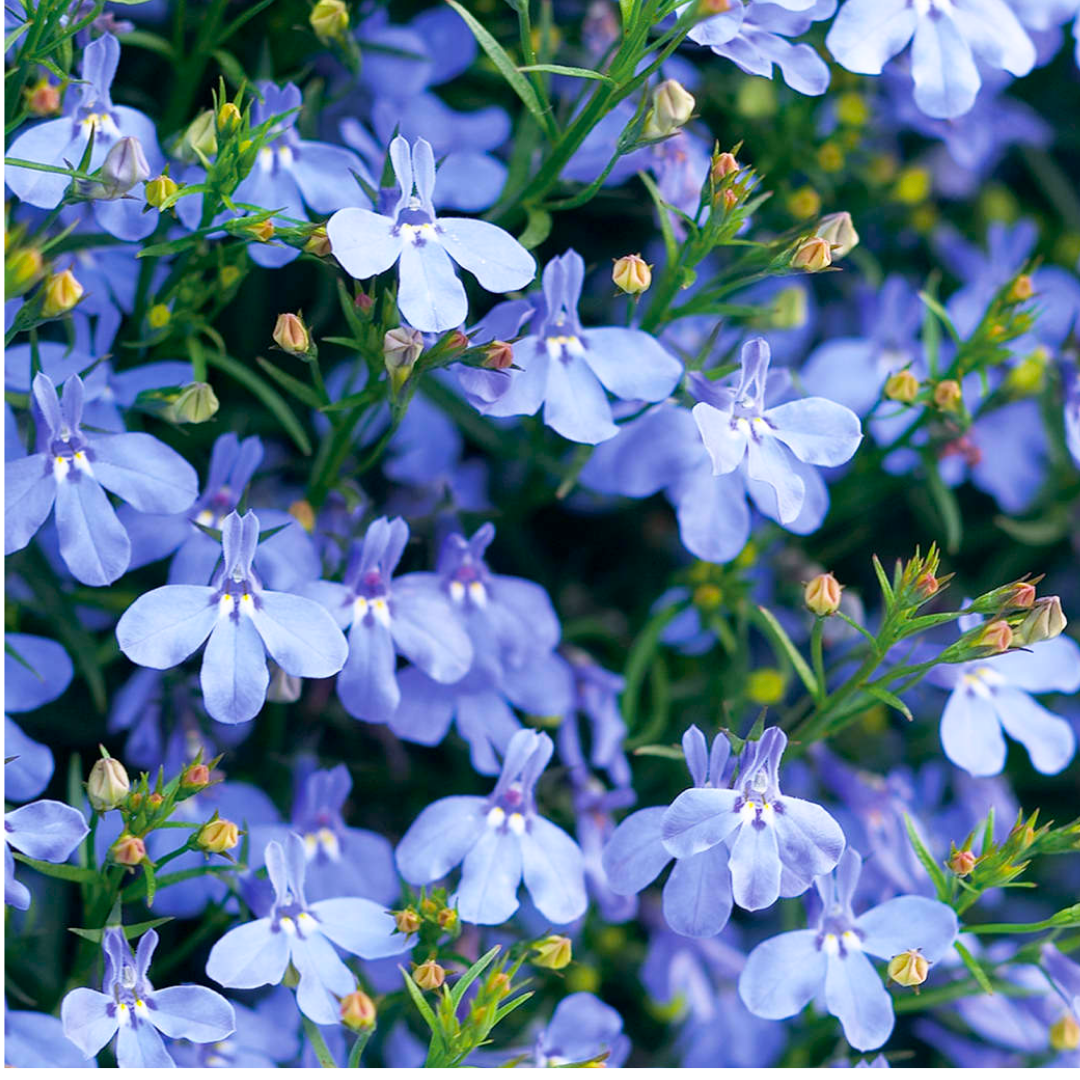Set of 3 or 6 Large Plants - Lobelia Sweet Springs Blue, Ready to Plant in Your Garden - Frankton's