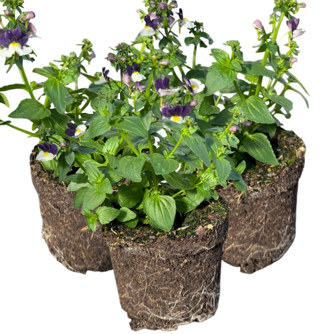 Set of 3 or 6 Large Plants - Nemesia Nuvo Blue Bicolour, Ready to Plant in Your Garden - Frankton's