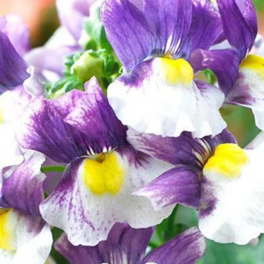 Set of 3 or 6 Large Plants - Nemesia Nuvo Blue Bicolour, Ready to Plant in Your Garden - Frankton's
