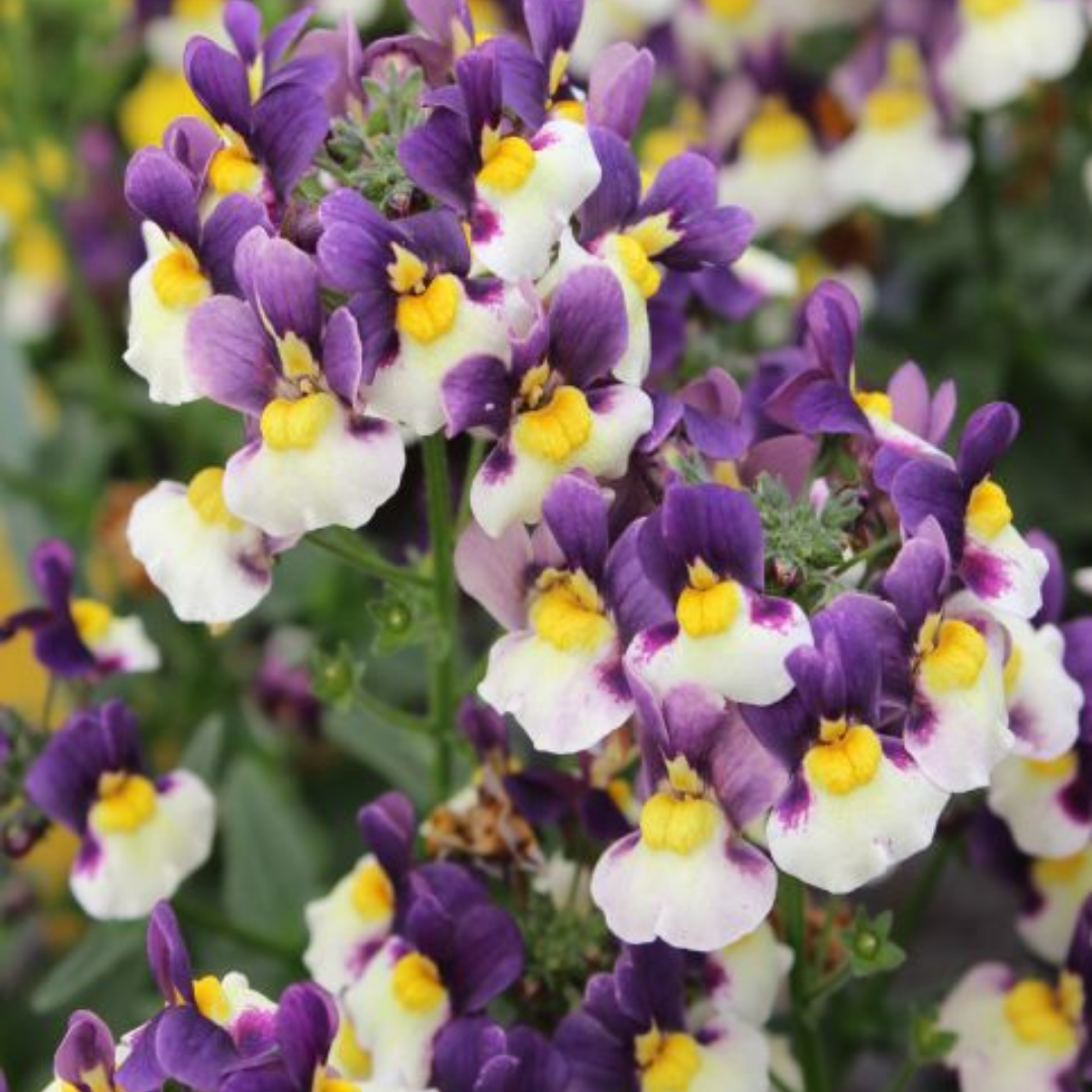 Set of 3 or 6 Large Plants - Nemesia Nuvo Blue Bicolour, Ready to Plant in Your Garden - Frankton's