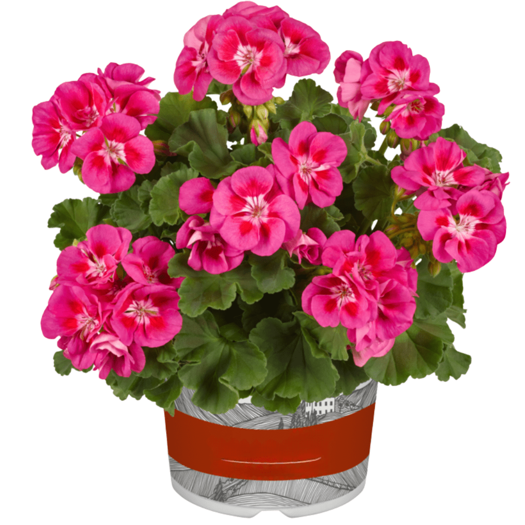 Set of 3 or 6 Large Plants - Pelargonium Toscana Castello Tammo / Smart Nina, Ready To Plant - Frankton's