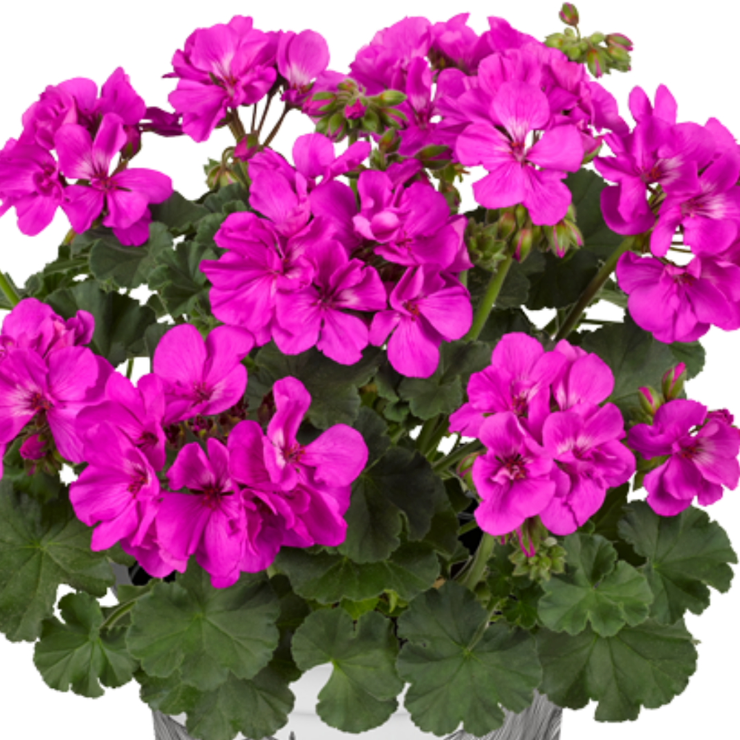 Set of 3 or 6 Large Plants - Pelargonium Toscana Dolce Vita Evi Blue, Ready to Plant - Frankton's