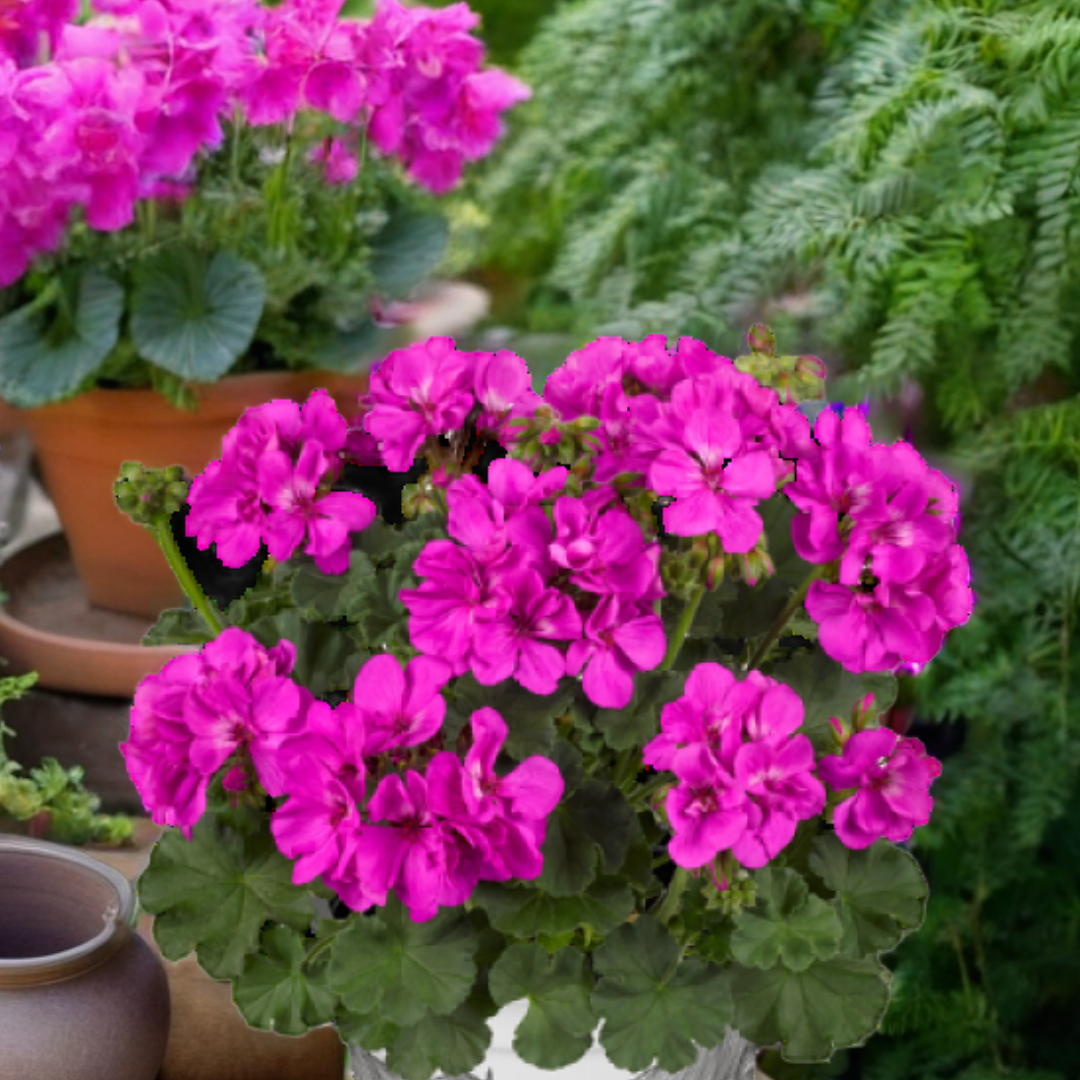 Set of 3 or 6 Large Plants - Pelargonium Toscana Dolce Vita Evi Blue, Ready to Plant - Frankton's