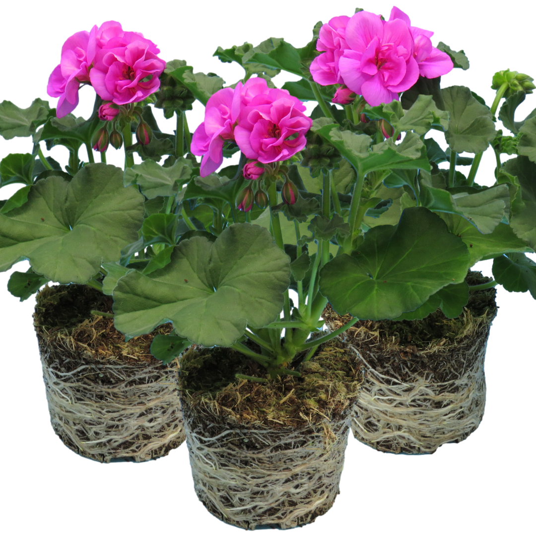 Set of 3 or 6 Large Plants - Pelargonium Toscana Dolce Vita Evi Blue, Ready to Plant - Frankton's