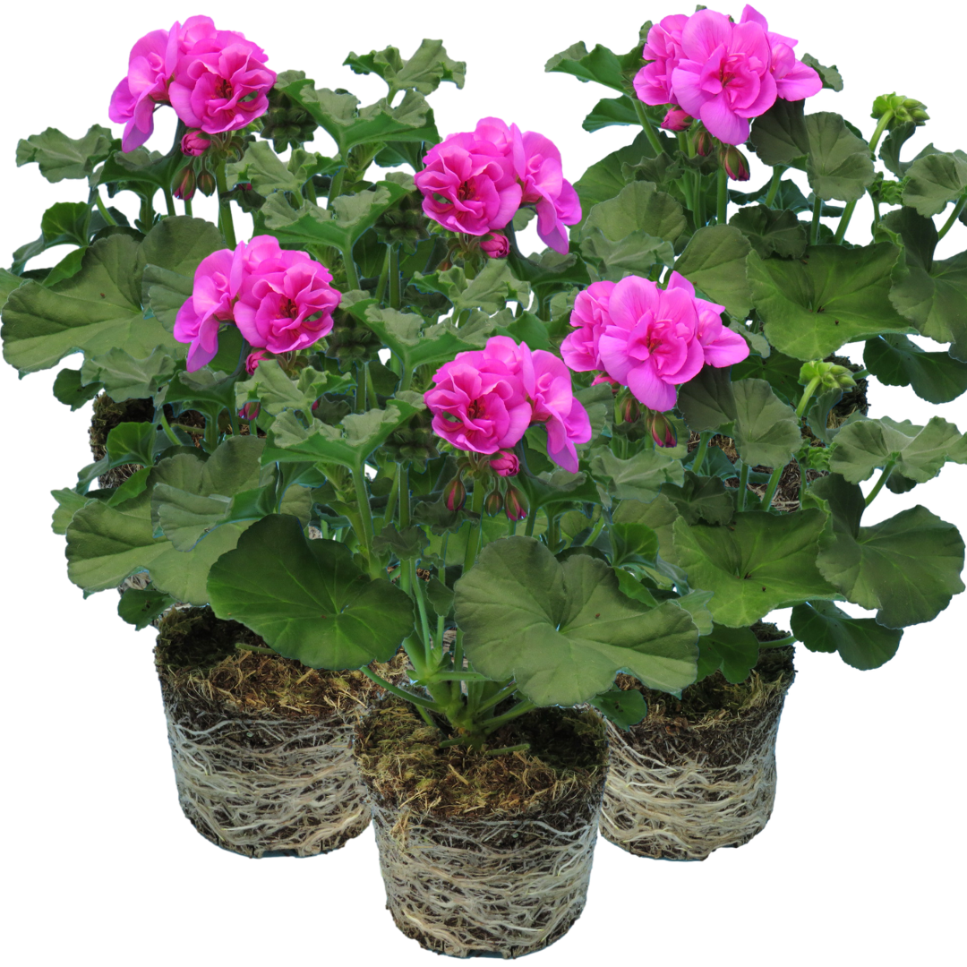 Set of 3 or 6 Large Plants - Pelargonium Toscana Dolce Vita Evi Blue, Ready to Plant - Frankton's