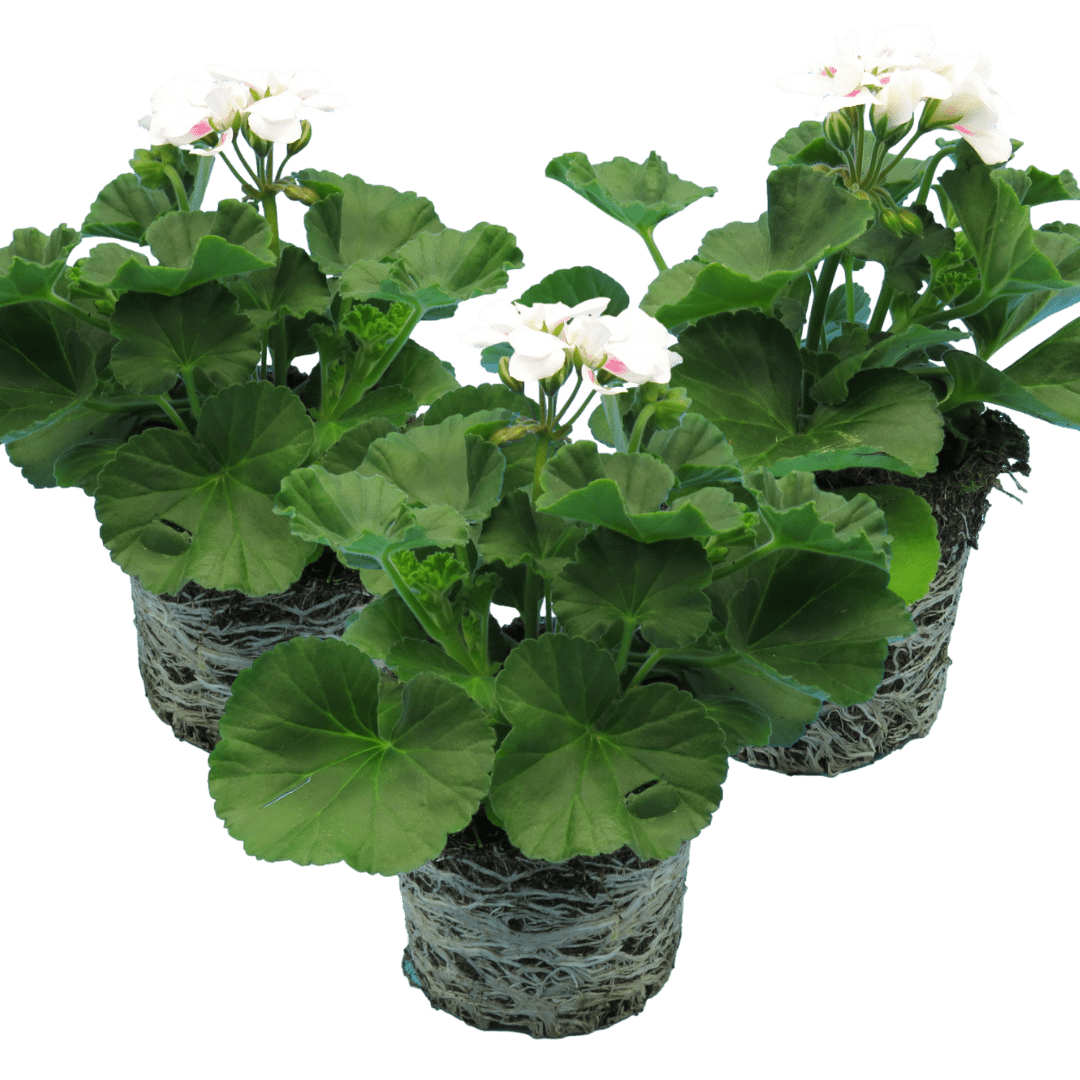 Set of 3 or 6 Large Plants - Pelargonium Toscana Dolce Vita Stella, Ready to Plant in Garden - Frankton's