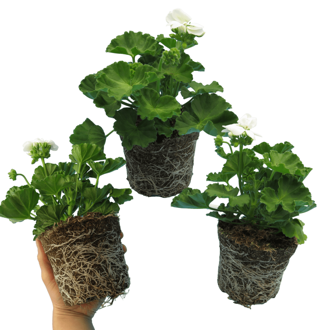 Set of 3 or 6 Large Plants - Pelargonium Toscana Smart Jenny, Ready to Plant in Your Garden - Frankton's
