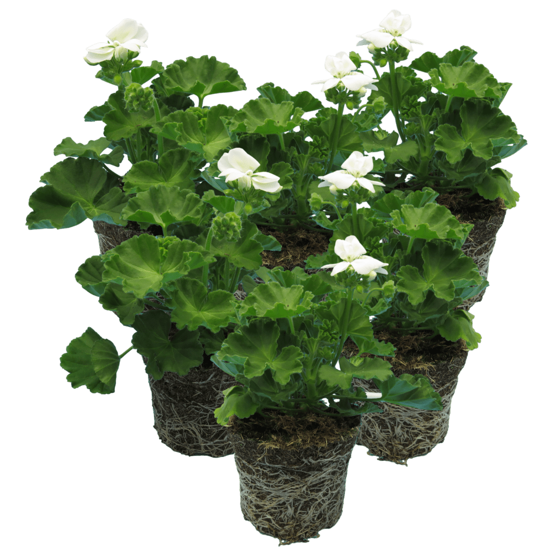 Set of 3 or 6 Large Plants - Pelargonium Toscana Smart Jenny, Ready to Plant in Your Garden - Frankton's