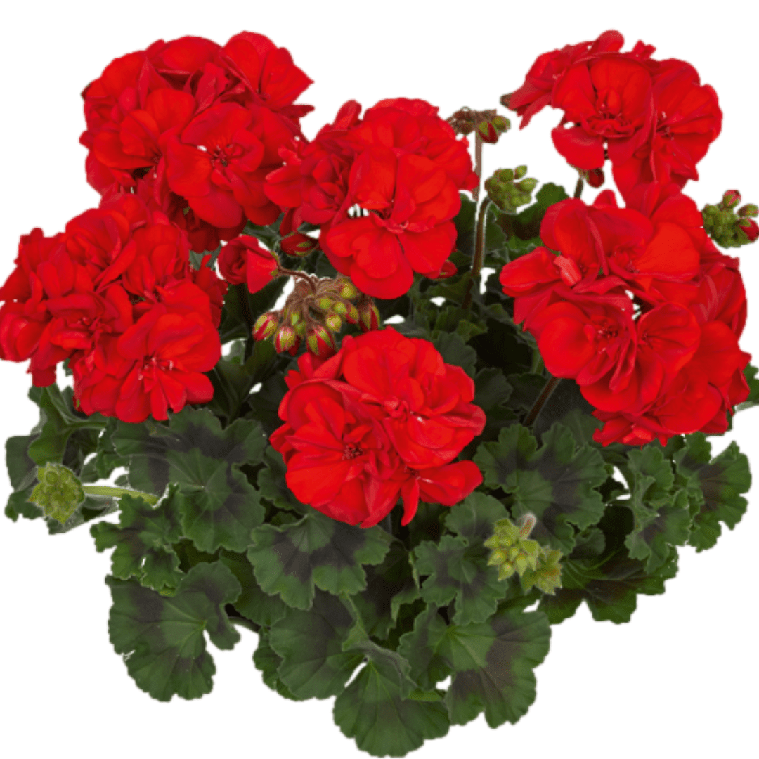 Set of 3 or 6 Large Plants - PelargoniumToscana Dolce Vita Mylena / Gisela / Smart Senna - Frankton's